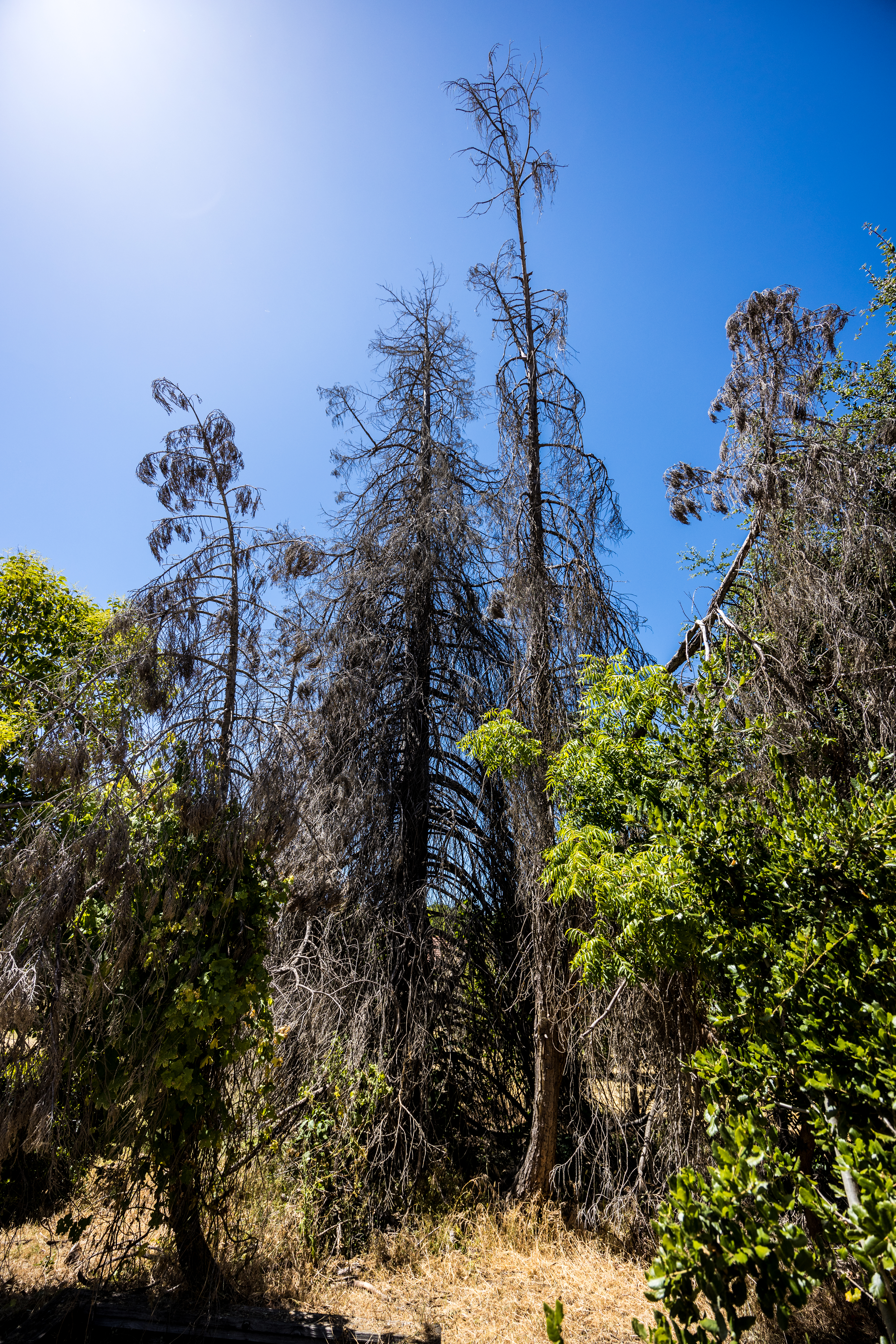 Dead tree for removal