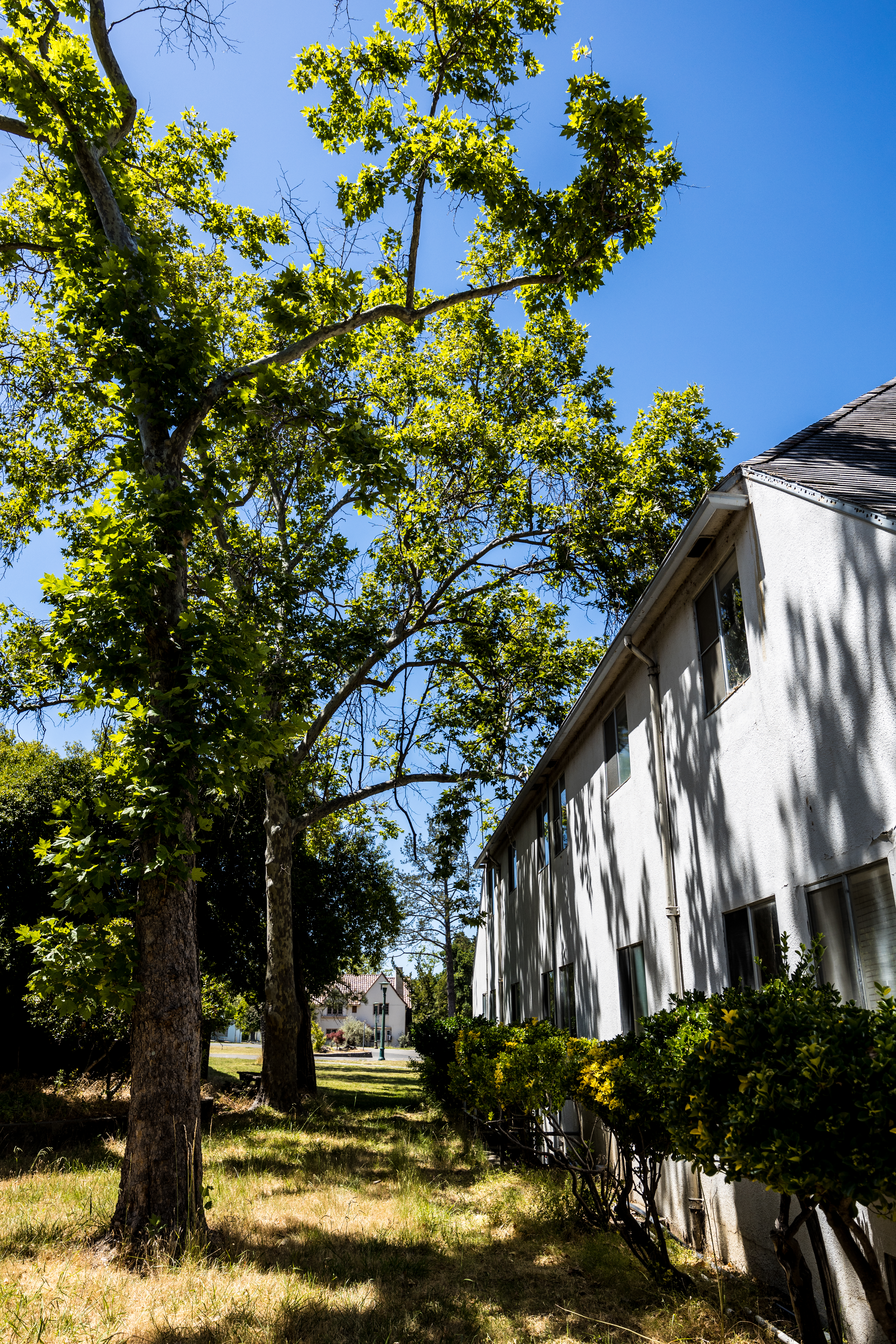 Residential Maintenance Tree