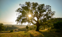 Tree and sunshine