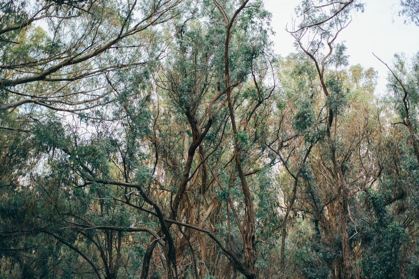 eucalyptus trees
