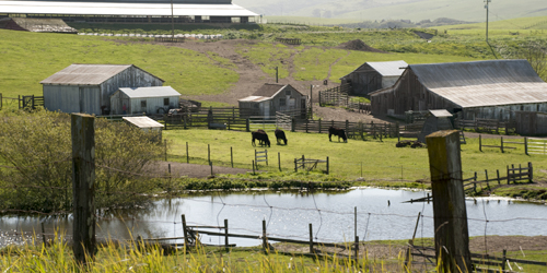 Pasture