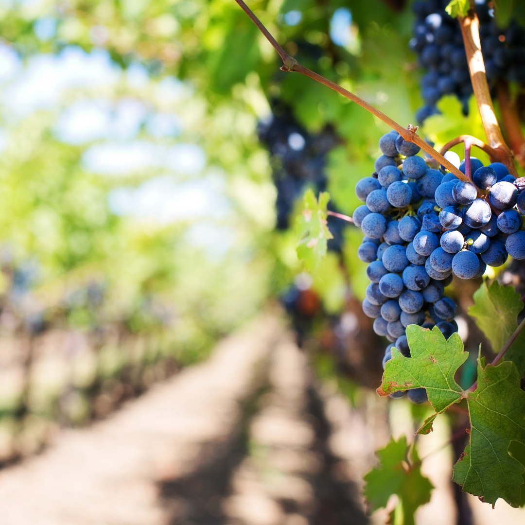 Sonoma Valley vineyard with a grape hanging on the vine