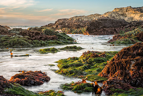 Mark Zukowski - Bodega Head