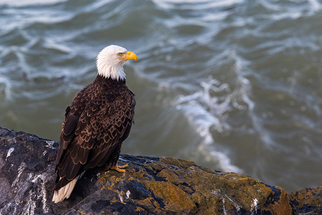 Steve Pearce - bald eagle Jenner