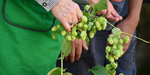 Hops