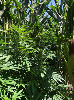 County Shuts Down LargestCannabis Operation to Date
