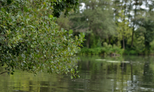 Riparian Corridor