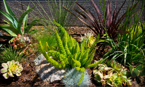Water Efficient Landscape Ordinance